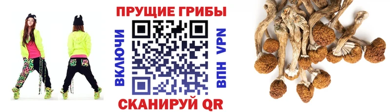 Галлюциногенные грибы Magic Shrooms  Тбилисская 